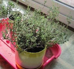 Potted thyme plant